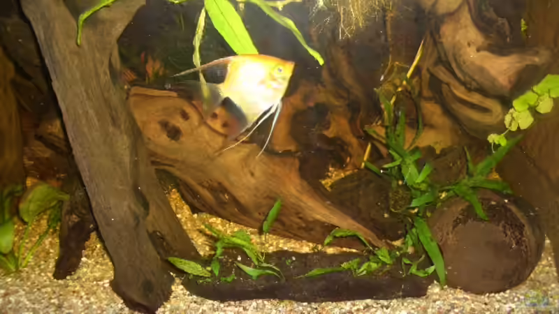 Seitenansicht von bobbyfee (4)