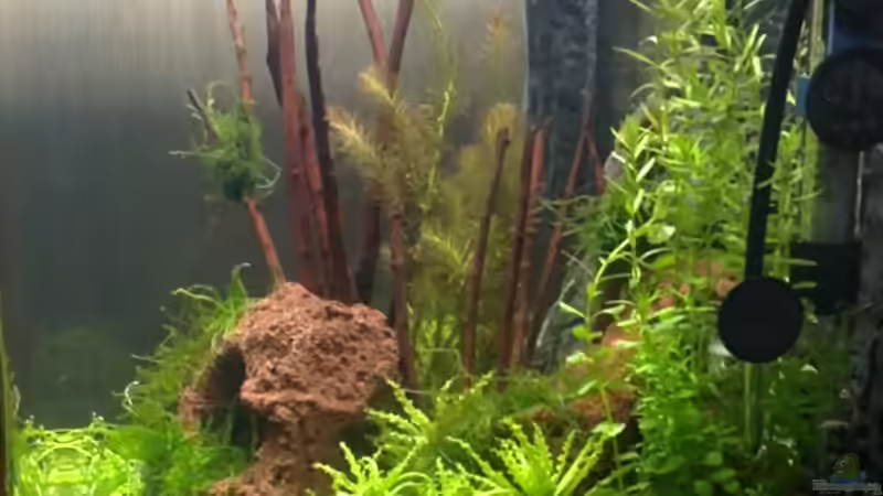 Seitenansicht von Capitan Hook (3)