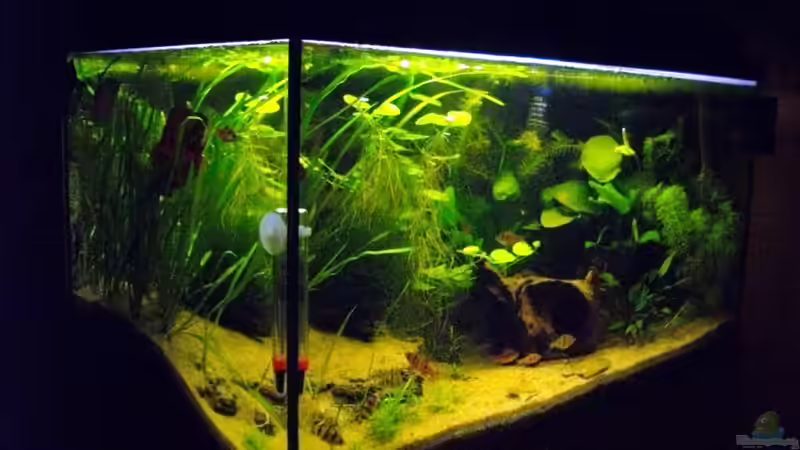 Seitenansicht von Caricciola (2)