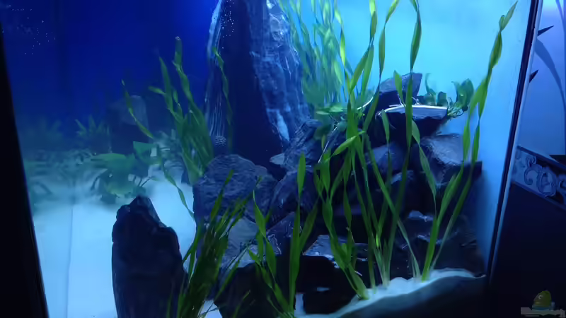 Seitenansicht von chewi86 (6)