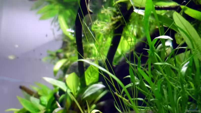 Seitenansicht von Chris_R. (31)