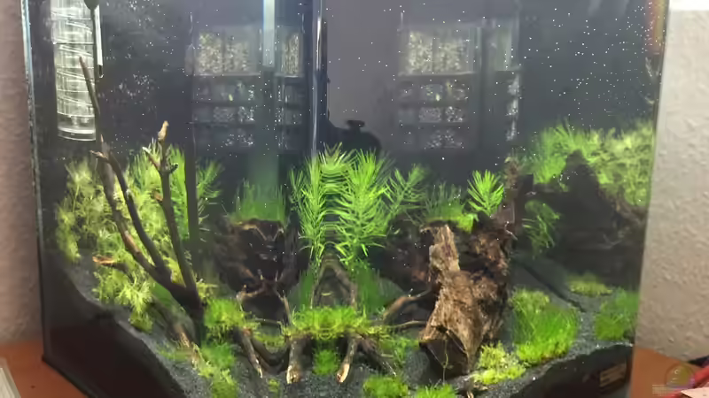 Seitenansicht von Clemens (4)