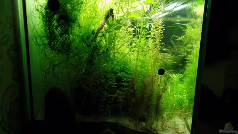 Seitenansicht von Daniel Gall (6)