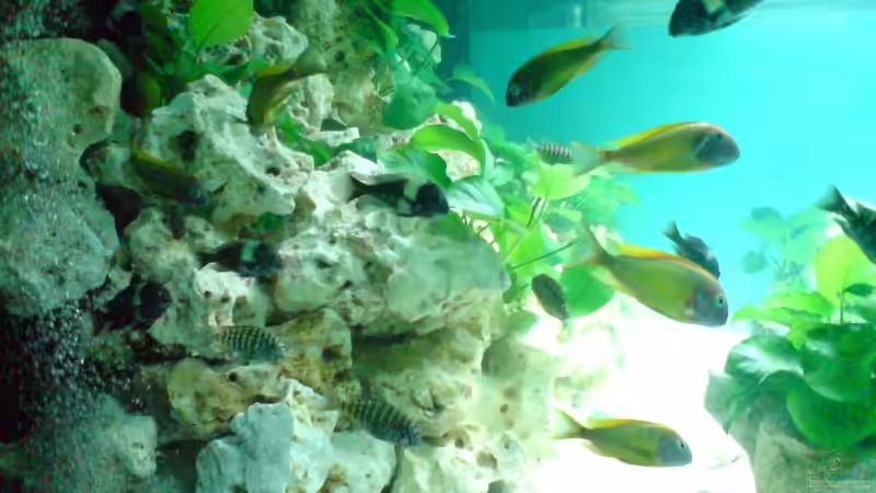 Seitenansicht von Daniel Mechsner (5)