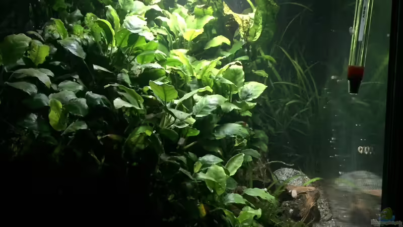 Seitenansicht von Danny (11)