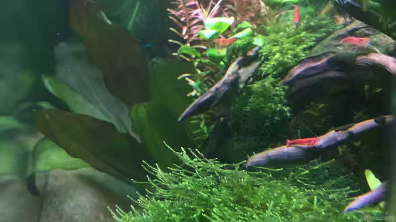 Seitenansicht von Danny (17)