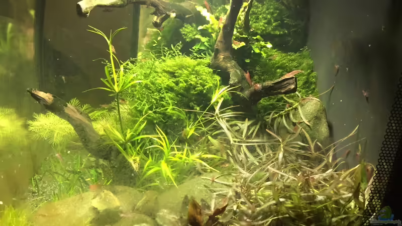 Seitenansicht von Danny (6)