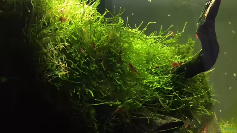 Seitenansicht von Danny (7)