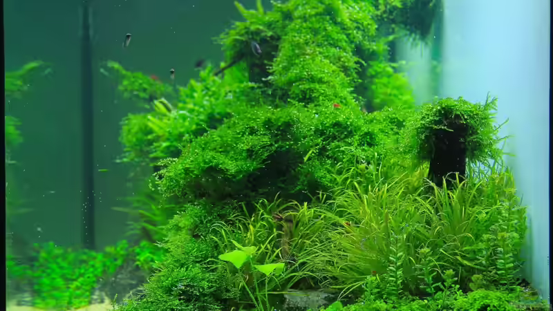 Seitenansicht von disco-d (21)