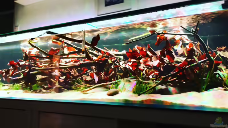 Seitenansicht von DiskusMummy (7)