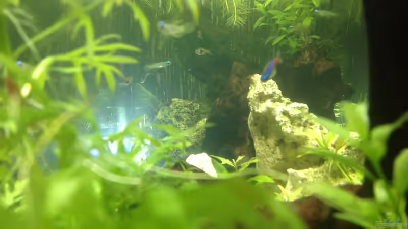 Seitenansicht von Ditti (17)