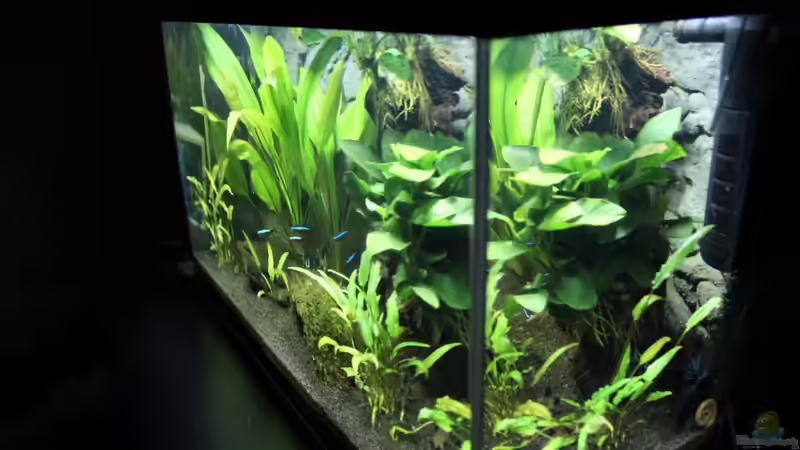 Seitenansicht von Domenico W. (2)