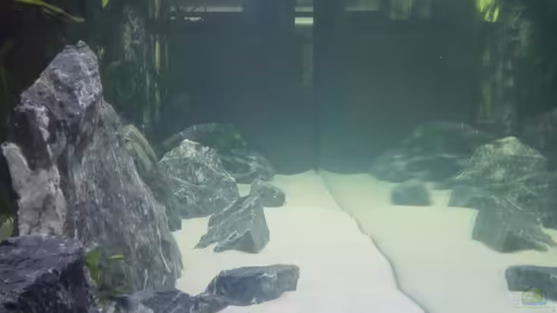 Seitenansicht von Elsiman (3)