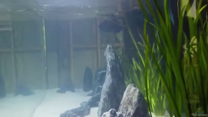 Seitenansicht von Elsiman (4)