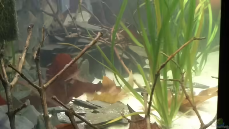 Seitenansicht von Ferolikum (3)