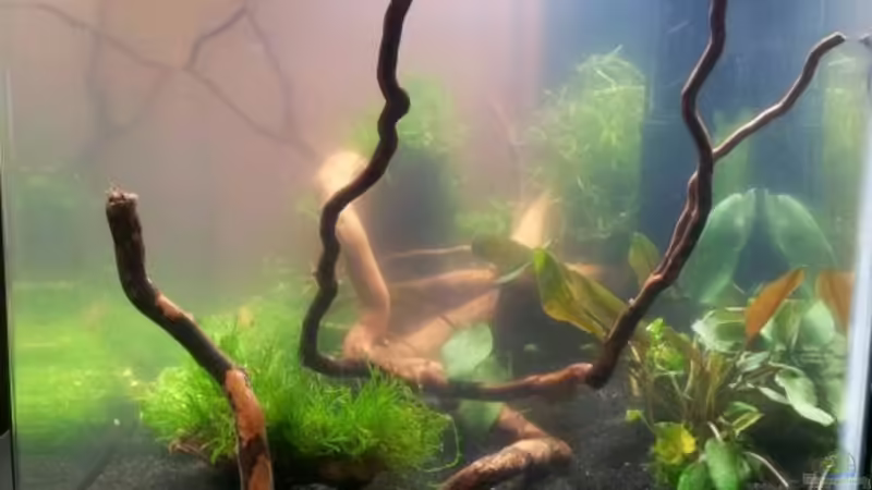 Seitenansicht von feuervogel-82 (6)