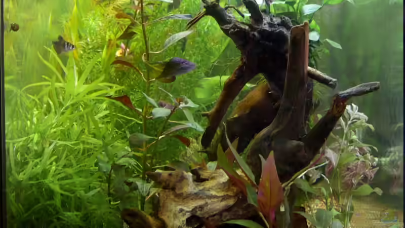 Seitenansicht von Flea78 (5)