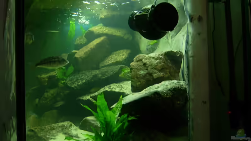 Seitenansicht von Gallireya Reef (4)