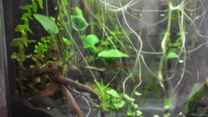 Seitenansicht von Garfield (2)