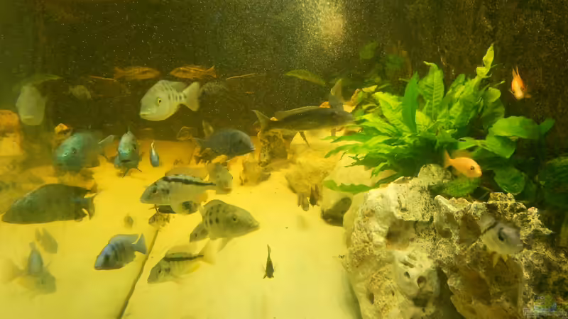 Seitenansicht von Insulaner (30)