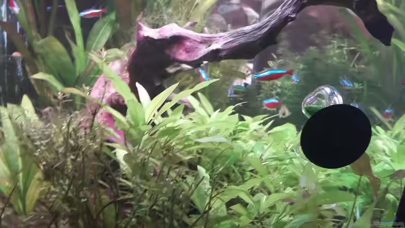 Seitenansicht von Kathys 2014 (3)