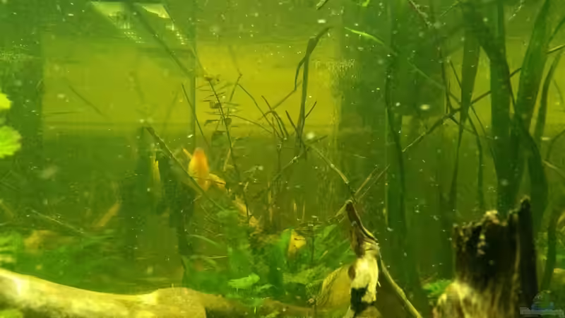 Seitenansicht von kellerkind (10)