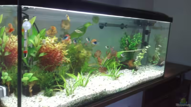 Seitenansicht von Kellllller (1)