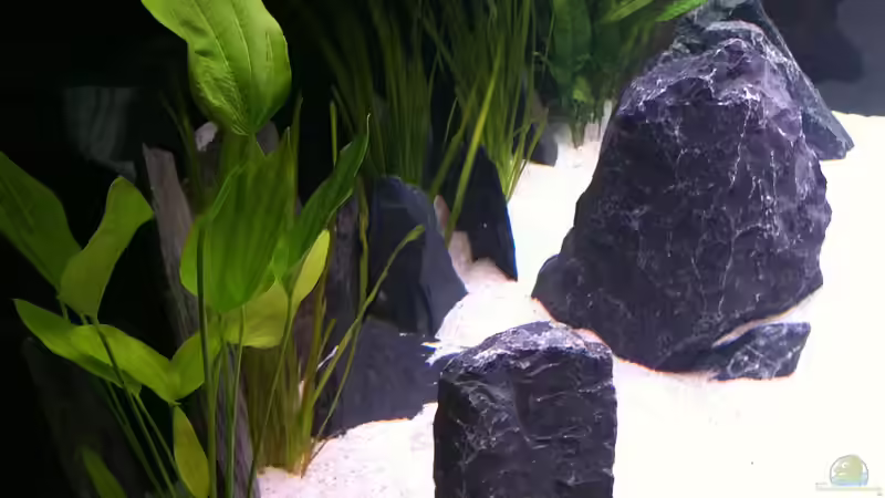 Seitenansicht von Kevin Steinmann (3)