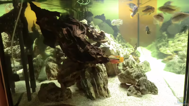 Seitenansicht von kojandt (5)