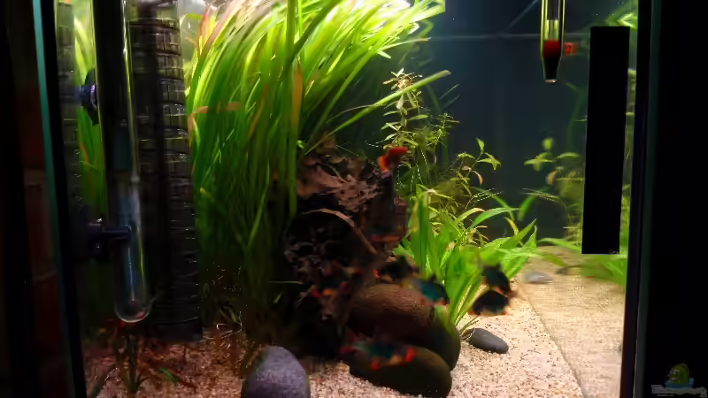 Seitenansicht von lennert (4)