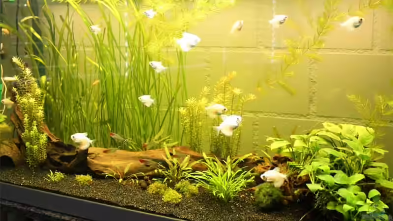 Seitenansicht von Lewino (3)