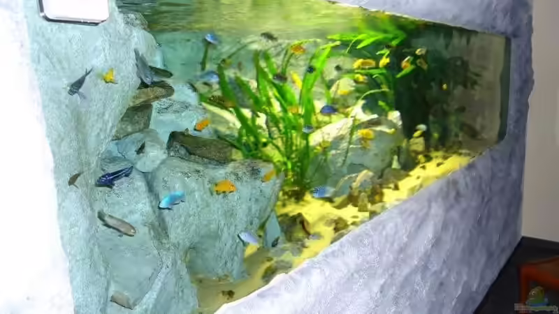 Seitenansicht von links / Sonnenaufgang von Mbuna Mick (2)