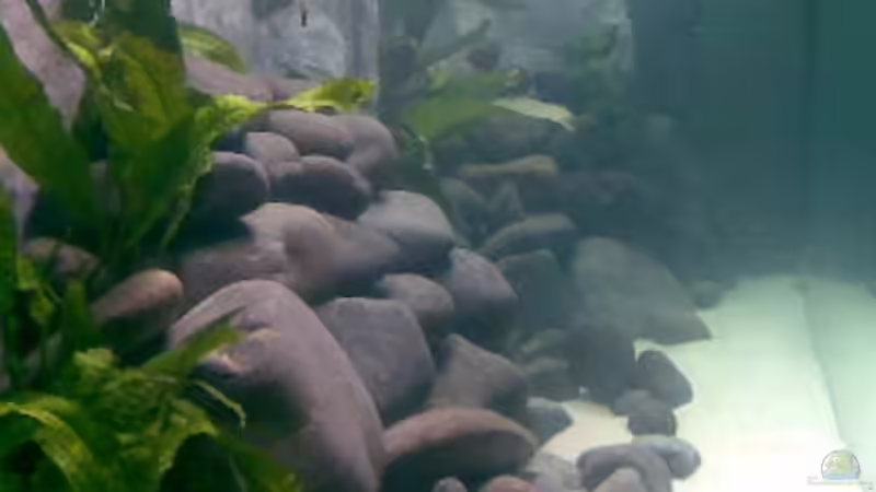 Seitenansicht von Links  von Michael Geigel (2)