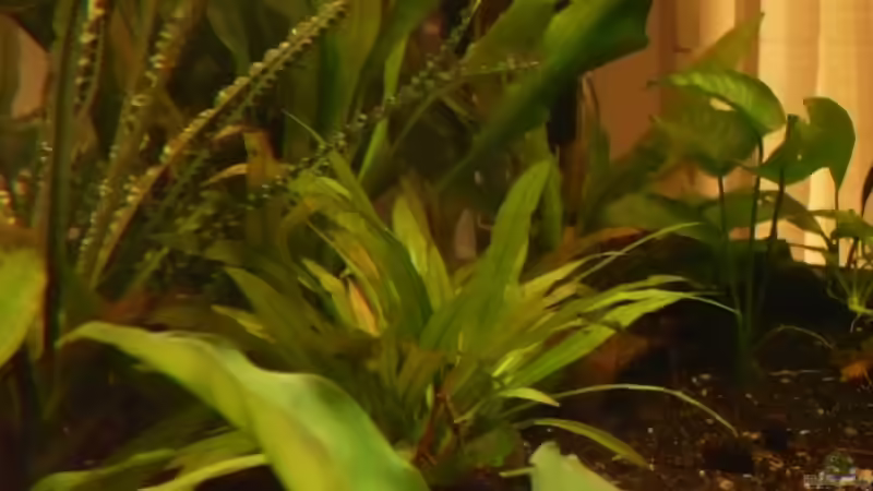 Seitenansicht von links 2010 von YAZZ (7)