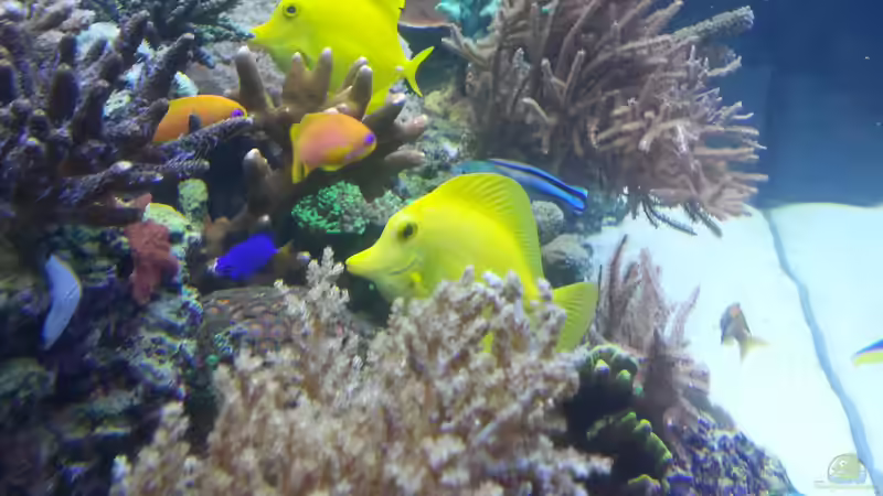 Seitenansicht von links mit meine neuen Pseudanthias Squamipinnis ! (Orange Fische) von urbi (113)