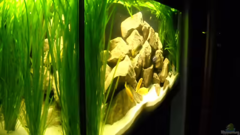 Seitenansicht von links von Flossenbeschauer (2)