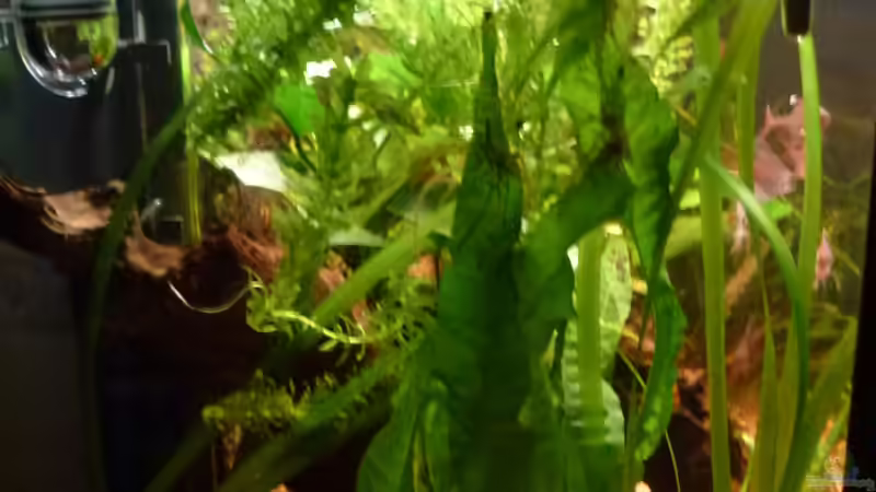 Seitenansicht von links von Mad Max (3)