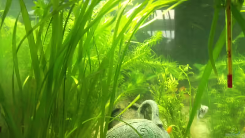 Seitenansicht von links von Maggie Blue (6)