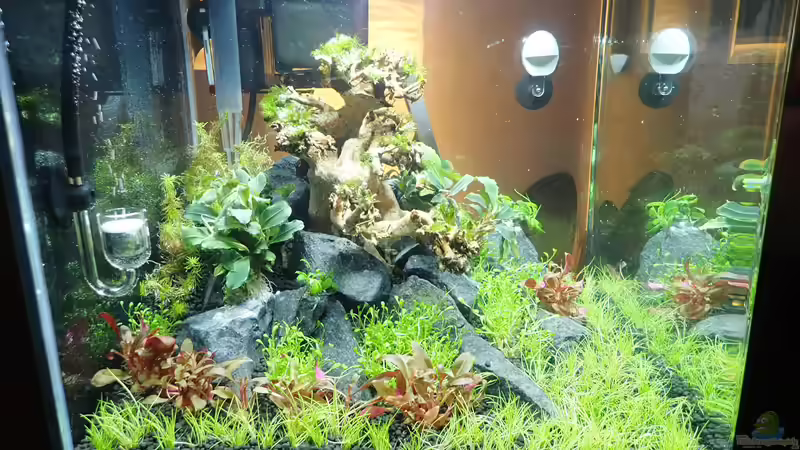 Seitenansicht von links von Mark D.C. (4)