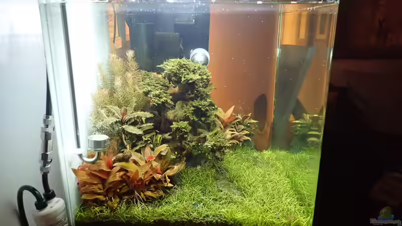 Seitenansicht von links von Mark D.C. (6)