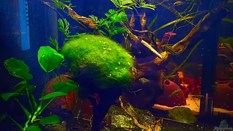 Seitenansicht von links von Sale87 (3)