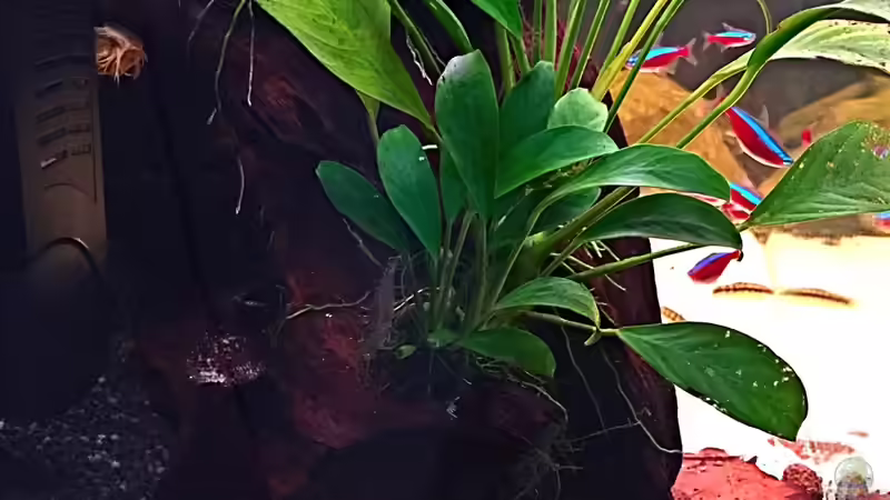 Seitenansicht von links von Sale87 (5)