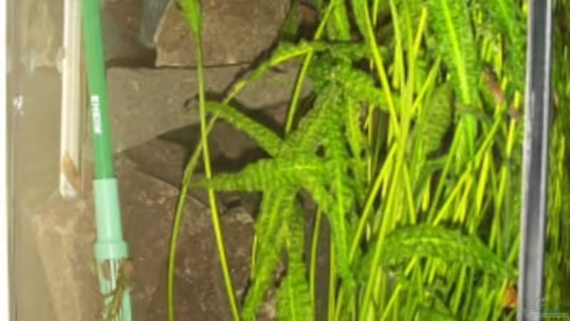 Seitenansicht von links von Sven Leyh (5)