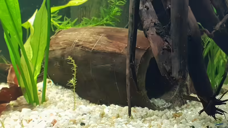 Seitenansicht von Mel (17)