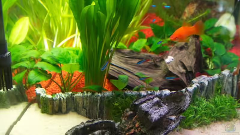 Seitenansicht von moestaverne (4)