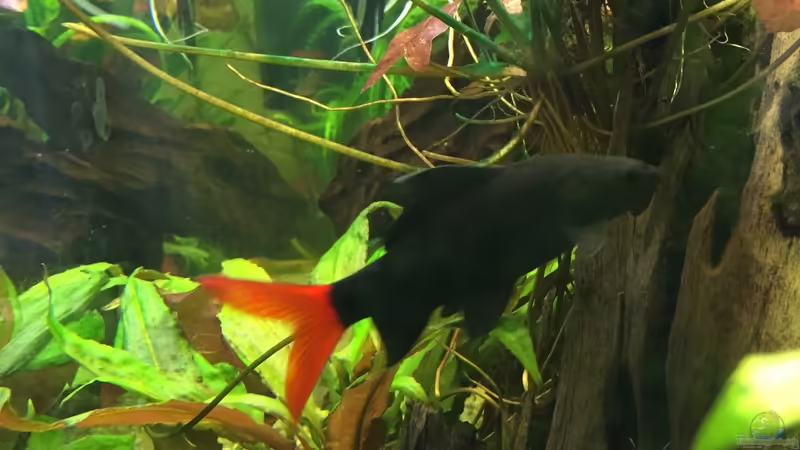 Seitenansicht von Muschelherz (2)