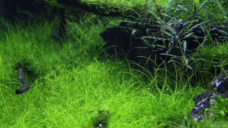 Seitenansicht von OrangeBuschfisch (2)