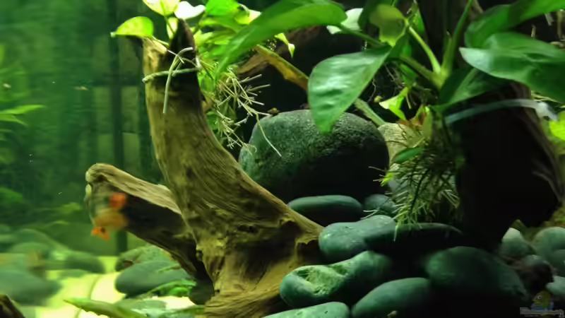 Seitenansicht von Patrick Lehmann (3)