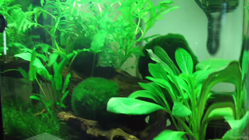 Seitenansicht von Patrick Schuler (2)