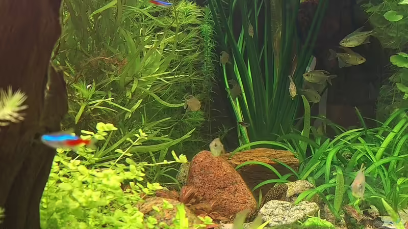 Seitenansicht von Piscis (22)